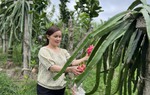 Ngọt ngào vườn thanh long chín đỏ trên đất chè Thái Nguyên