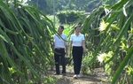 Trồng thanh long ruột đỏ cho thu nhập cao
