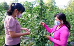 Trà Vinh: Đa dạng mô hình sinh kế giúp hội viên, phụ nữ thoát nghèo
