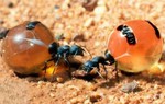 Honeypot: Loài kiến ​​duy nhất trên thế giới sản xuất mật