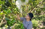 Quảng Ngãi: Hỗ trợ phụ nữ phát triển mô hình tổ hợp tác, hợp tác xã vùng đồng bào dân tộc thiểu số