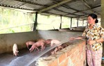 Vươn lên thoát nghèo từ nguồn vốn vay Ngân hàng Chính sách xã hội 