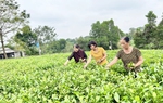 Những người phụ nữ "giữ hồn" cho làng nghề chè truyền thống