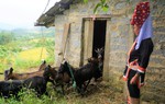 Quảng Ninh: Làm kinh tế gắn với lợi thế của địa phương