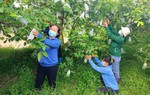 Tăng cường tuyên truyền về mô hình giảm nghèo tiêu biểu tại Thủ đô