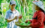 Quảng Nam: Tập trung xây dựng 4 mô hình điểm của Dự án 8