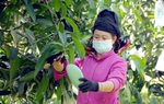 Cán bộ, hội viên phụ nữ vùng cao cùng làm giàu, xây dựng quê hương đổi mới