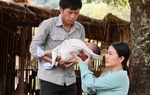 Không phải "Hành trình công lý", đâu mới là bộ phim đang được xem nhiều nhất?