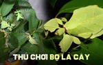 Thú chơi “chiếc lá di động” tiền triệu độc đáo 