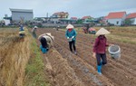 Phụ nữ Tiên Yên làm giàu trên mảnh đất quê hương