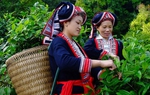 Bàn cách hỗ trợ ứng dụng khoa học công nghệ để nâng cao quyền năng kinh tế cho phụ nữ dân tộc thiểu số 