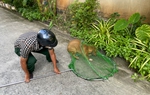 Người dân TPHCM ủng hộ việc bắt chó thả rông