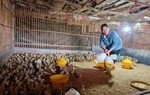Phát huy hiệu quả nguồn vốn chính sách, giúp hội viên phụ nữ làm kinh tế
