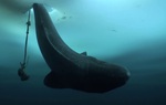 Cá mập Greenland: Một sinh vật bí ẩn và hấp dẫn đại dương