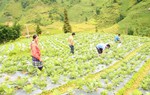 Trồng rau trái vụ, hướng đi mới ở vùng cao