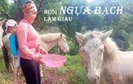 Phụ nữ người Dao làm giàu từ việc nuôi ngựa bạch