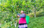 Cây ăn quả ôn đới "hợp" đất vùng cao, giúp người dân ổn định đời sống