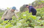 Những hoạt động thiết thực giúp hội viên, phụ nữ vùng cao phát triển kinh tế