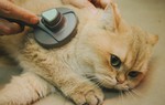 Hành trình đoạt giải cuộc thi sắc đẹp của mèo: Được chăm như em bé, tập thể dục mỗi ngày