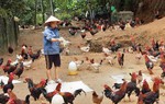 Hỗ trợ hội viên xã vùng cao phát triển kinh tế