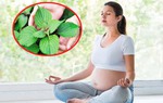 Bà bầu có ăn được lá tía tô giải cảm không?