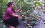 Nỗ lực giảm nghèo ở xã vùng cao
