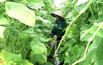 Liên kết trồng dưa chuột, nhiều nông dân vùng cao tăng thu nhập
