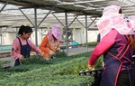 Cẩn trọng với lừa đảo đưa lao động đi làm việc thời vụ tại Hàn Quốc