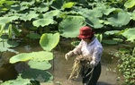 Trồng sen, thả cá, nữ nông dân thu tiền tỷ mỗi năm