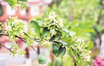 Thênh thang hương bưởi gọi về