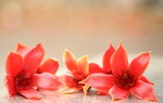 Nao nao tháng Ba, hoa gạo…