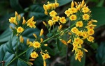 Ăn nhầm lá ngón, 1 người tử vong, 4 người nguy kịch