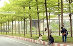 Cận cảnh hàng cây xanh mướt đang "gây sốt" ở Thủ đô