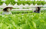 Bình Thuận: Trồng rau thủy canh công nghệ cao cho thu nhập khá