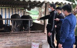 Mở trang trại để hợp thức hóa trâu bò trộm cắp được