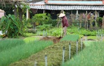 Làng rau Trà Quế - điểm đến thú vị xứng danh Di sản quốc gia