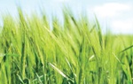 Bón phân cho lúa bằng vi khuẩn chuyển gene