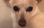 Chú chó Chihuahua đến từ Mỹ phá Kỷ lục Guinness về sống lâu nhất thế giới