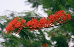 Truyện ngắn: Hoài niệm mùa hoa đỏ