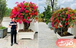 Nghệ sĩ Quang Tèo khoe vườn hoa hoành tráng trong biệt thự mới