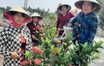 Phụ nữ Cù Lao Dung bảo vệ môi trường gắn với xây dựng nông thôn mới