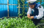 Niềm vui tươi xanh nơi đảo chìm ở Trường Sa