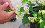 Trồng hoa giấy ở nhà, xịt loại nước này thường xuyên, nụ hoa lớn nhanh, hoa nhiều hơn lá