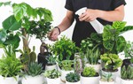 8 loại cây trồng trong nhà thích hợp nhất với những người bận rộn