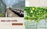 Hướng dẫn "nông dân nhà phố" cách tạo lập 1 khu vườn xanh mướt chỉ trong 2 tháng