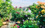 Khu vườn sân thượng với tầng trên là hoa hồng rực rỡ, tầng dưới muôn hoa đua nở 4 mùa