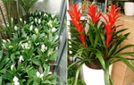 6 loại hoa sợ mặt trời, trồng trong nhà hoa sẽ kết thành thảm