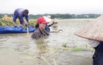 Cán bộ, hội viên phụ nữ hỗ trợ người dân gặt lúa chạy lũ