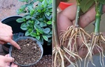 5 trường hợp bón phân gây hại cho hoa 