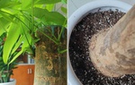 Lấy 3 tép tỏi băm chôn xuống dưới gốc cây kim ngân, rễ không bị thối, sớm mọc lá mới